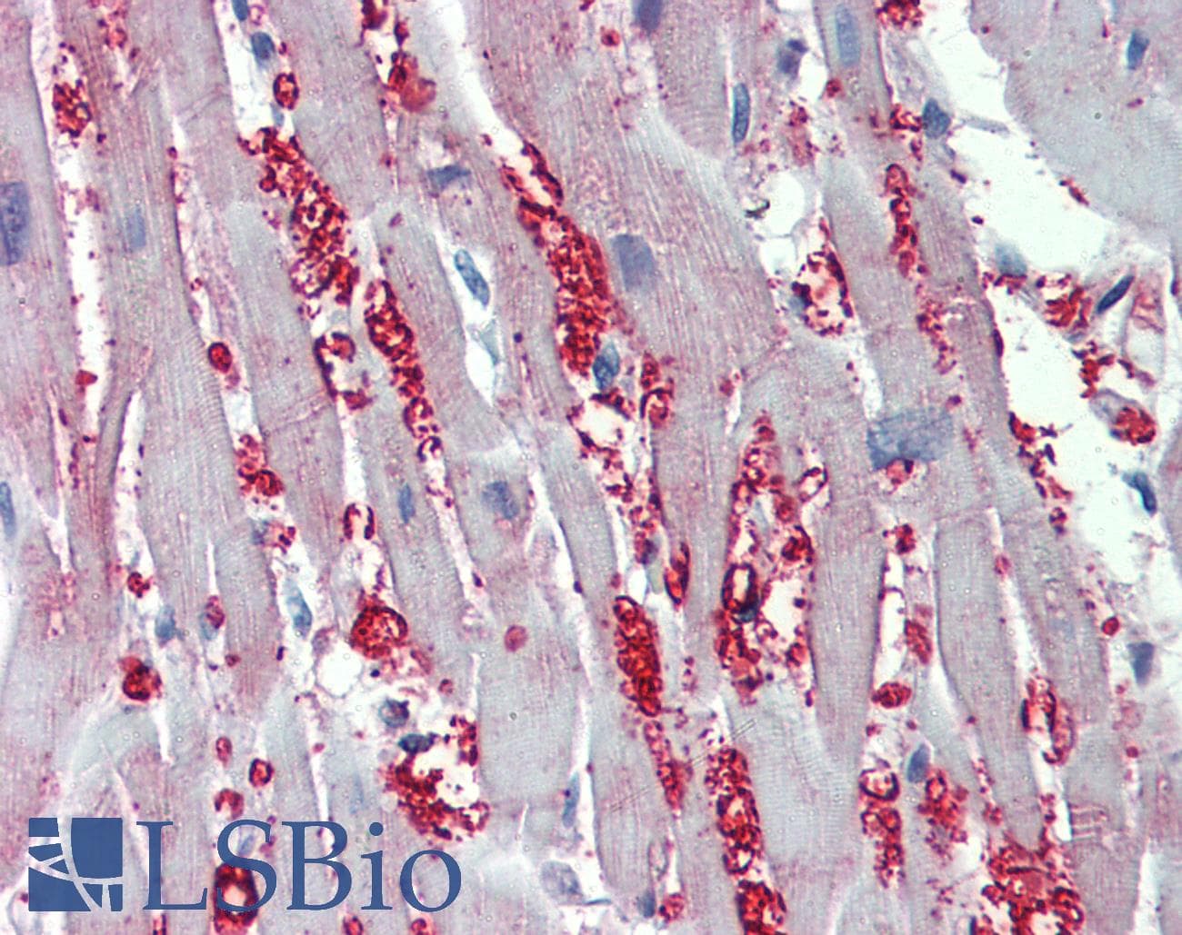 IHC-plus™ ADRA1A Antibody