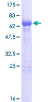 Human PSMD11 Protein (Recombinant GST)