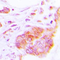 COX17 Antibody (N-Terminus)