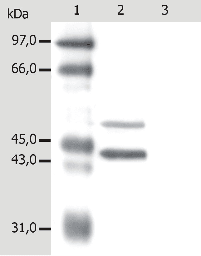 IHC-plus™ Monoclonal Mouse anti-Human Cytokeratin 5+18 Antibody (clone C-50, IHC, WB)