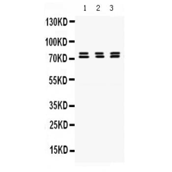 Polyclonal Rabbit anti-Human PRC1 Antibody (aa1-233, WB)