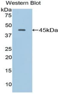 LAMP2 / CD107b Antibody (aa295-410, APC)