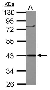 Polyclonal Rabbit anti-Human APOBEC3G / CEM15 Antibody (WB)
