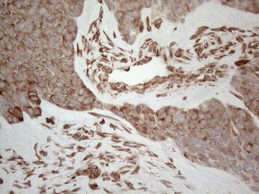 RBMS1 Antibody (clone OTI2H1)