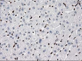ATP6V1F Antibody (clone OTI1B8, Carrier-free)