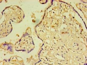 IHC-plus™ MFAP5 / MAGP2 Antibody (aa22-173)