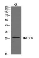 CD30L / CD153 Antibody