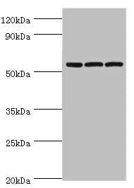 AMY2B Antibody (aa16-320)