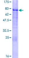 Human CREB3 / LZIP Protein (Recombinant GST)