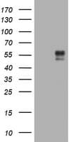 BTLA / CD272 Antibody (clone 2G8, Carrier-free)