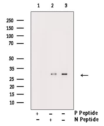Polyclonal Rabbit anti-Human BCL2 / Bcl-2 Antibody (phospho-Ser87, IHC, IF, WB)