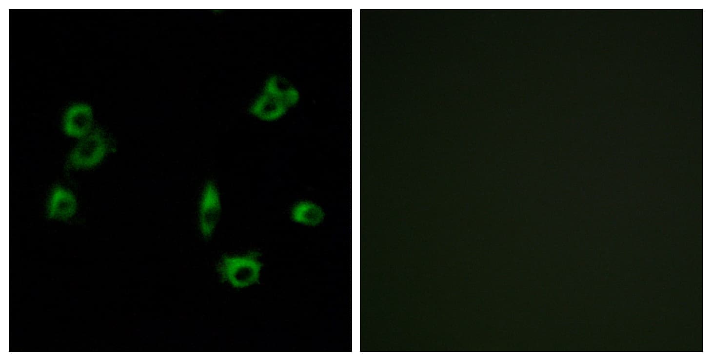 Polyclonal Rabbit anti-Human SLC52A2 / GPR172A / PAR1 Antibody (aa43-92, IF, WB)