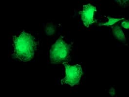 EIF2B3 Antibody (clone OTI2D2, Carrier-free)
