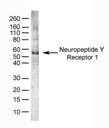 NPY1R Antibody (aa365-378)