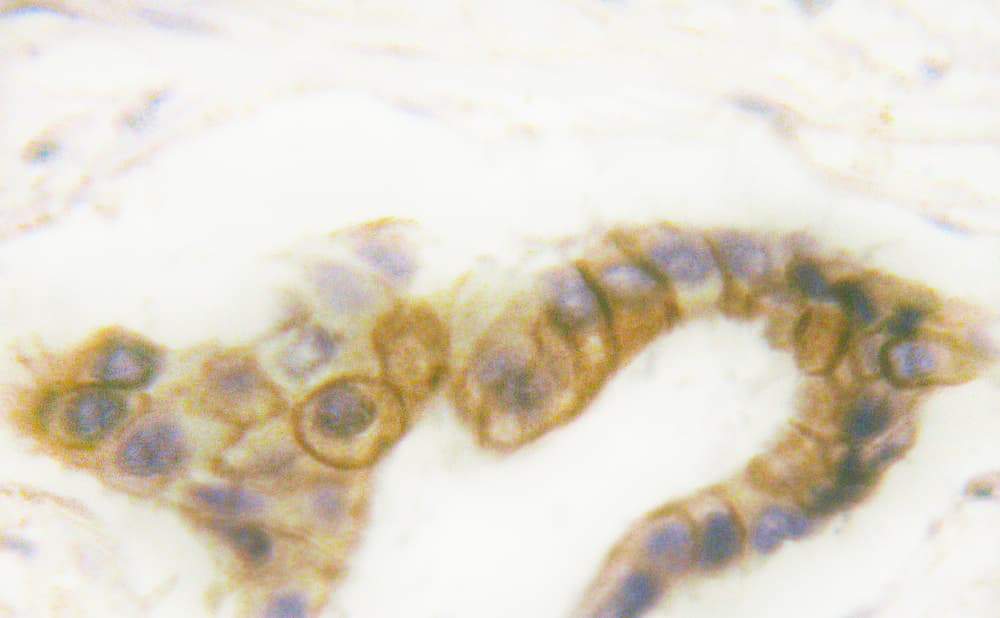 CXCR2 Antibody (phospho-Ser347)