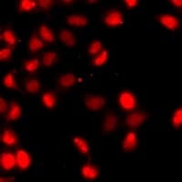 HIST3H3 Antibody