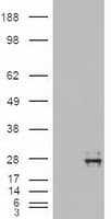 NTF4 / Neurotrophin 4 Antibody (clone OTI2E8)