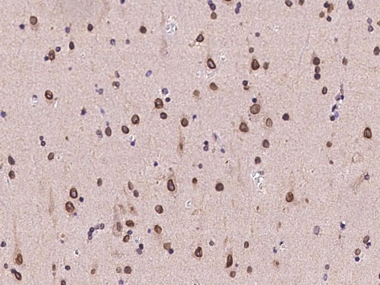 FAM217B / C20orf177 Antibody