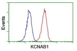 KCNAB1 Antibody (clone OTI2F1)
