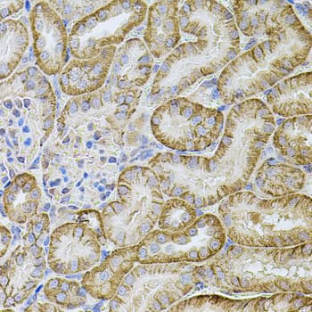 CDH16 / Cadherin 16 Antibody