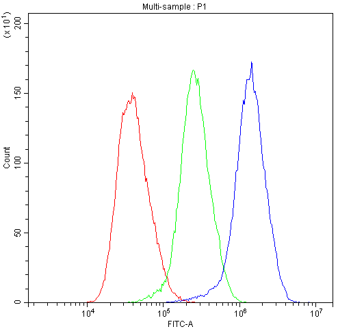 ACTN3 Antibody (DY488)