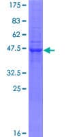 Human PRADC1 Protein (Recombinant GST)