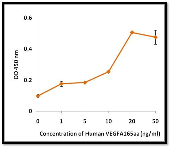 Human VEGFA / VEGF Protein (Recombinant)