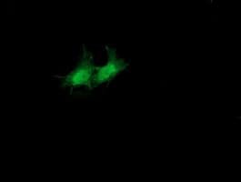 SULT1A1 / Sulfotransferase 1A1 Antibody (clone OTI1G10)