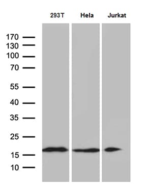 Monoclonal Mouse anti-Human EDF1 / MBF1 Antibody (clone OTI2G2, Carrier-free, WB)