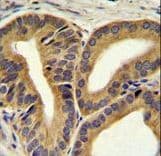 TRIM65 Antibody (aa327-355)