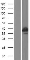 RFXAP Protein (Over-Expression Lysate Myc-DDK (Flag))