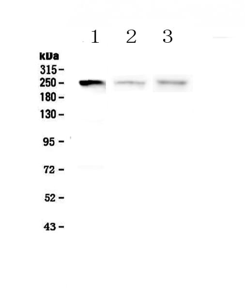 MYLK Antibody