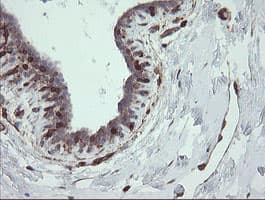 TMEM173 / STING Antibody (clone 4.00E+12, Carrier-free)