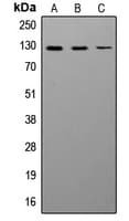 NCAM / CD56 Antibody (Internal)