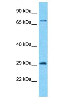 ZNF90 Antibody (aa427-476)