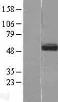 Human SMOC1 Protein (Over-Expression Lysate Myc-DDK (Flag))