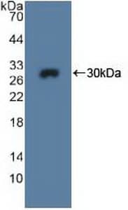 MPG Antibody (aa70-296)