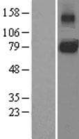 IL6ST / CD130 / gp130 Protein (Over-Expression Lysate Myc-DDK (Flag))