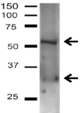 Polyclonal Rabbit anti-Human NIP3 / BNIP3 Antibody (WB)