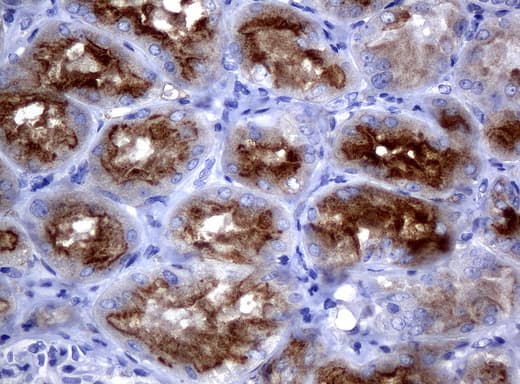FOLH1 / PSMA Antibody (clone UMAB25, Carrier-free)