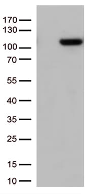 GTF3C4 Antibody (aa583-822, clone OTI4H1)