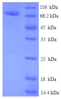 Human FAM114A2 / C5orf3 Protein (Recombinant His-SUMO)