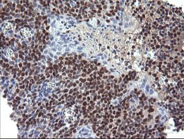 STAF50 / TRIM22 Antibody (aa61-406, clone OTI1D11, Carrier-free)
