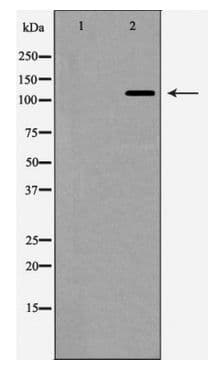 NOS1 / nNOS Antibody