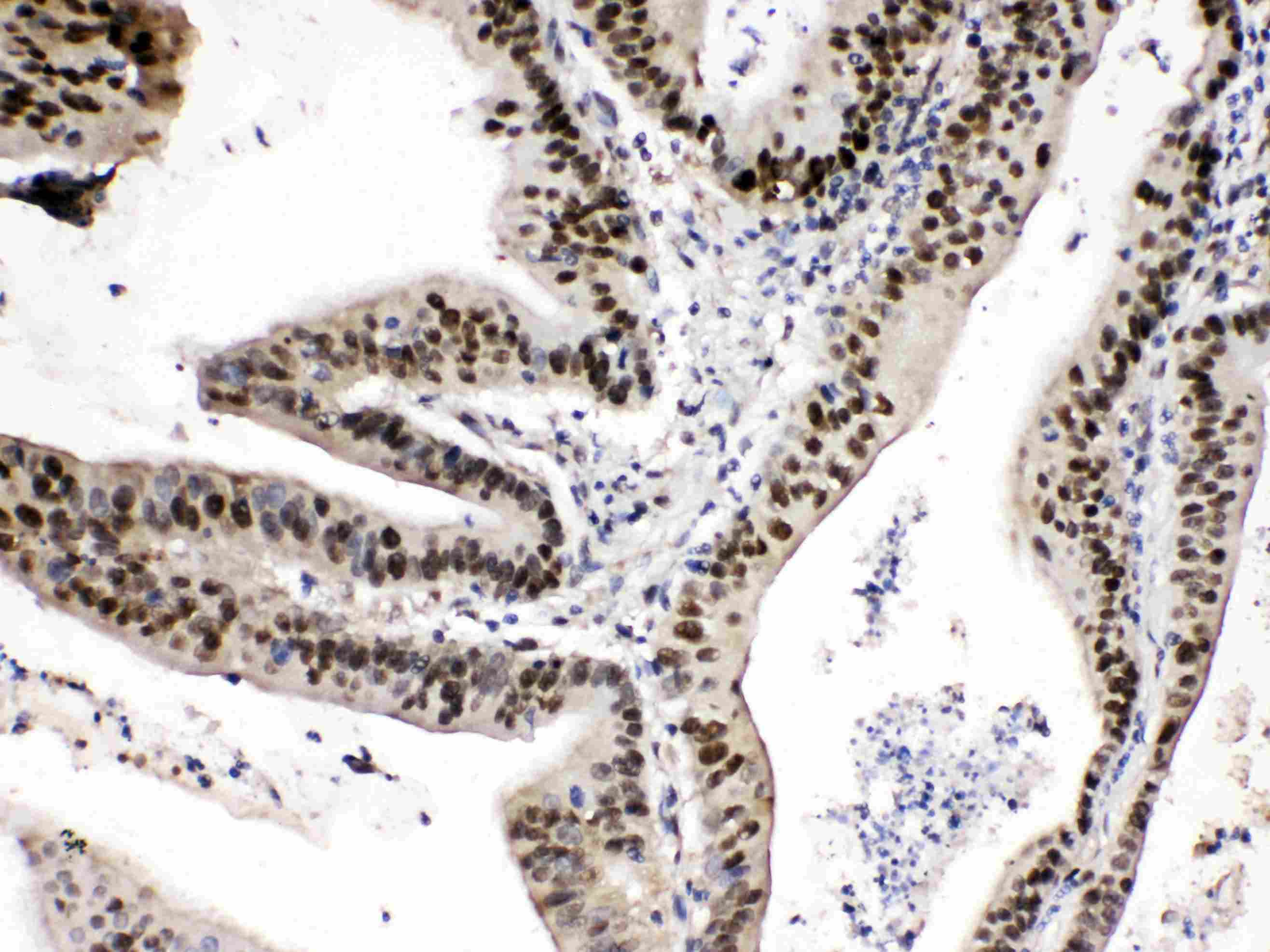 PSMA1 Antibody