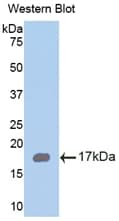 RARRES2 / Chemerin Antibody (aa33-158, FITC)