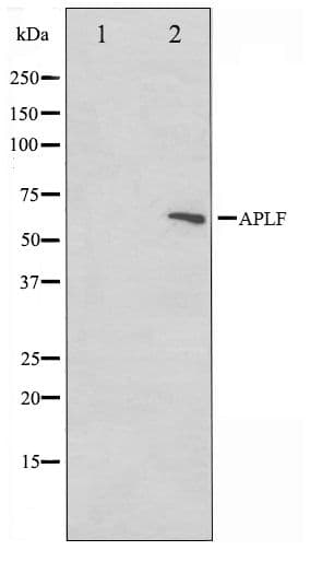 APLF / PALF Antibody