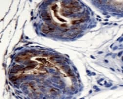 AGR2 Antibody (N-Terminus)