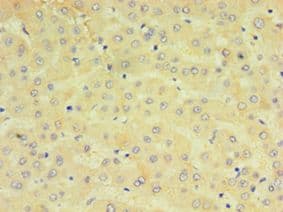 CYP2J2 Antibody (aa328-502)