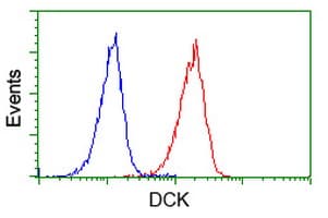 DCK / Deoxycytidine kinase Antibody (clone OTI16G6, Carrier-free)